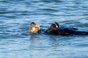 Fototapeta premium A sea otter eating a clam in Moss Landing, California.