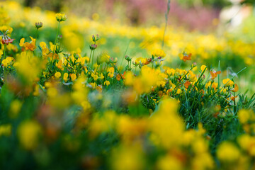 Spring meadow full of colorful flowers.