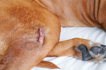 Dog's wound stitched up with surgical staples