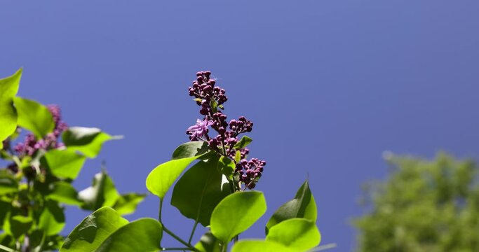 a blooming lilac tree with green foliage in the spring season, lilac foliage and flowers in sunny spring weather