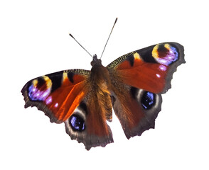Fototapeta premium European Peacock butterfly. European Peacock butterfly (Inachis io), isolated on transparent.