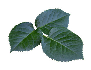Dark Green Rose Leaf isolated on transparent background. Branch of a rose with leaf isolated on transparent background.
