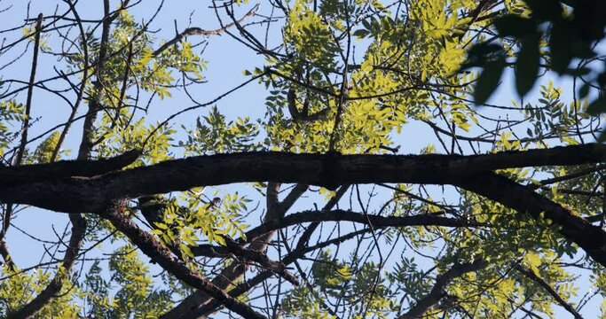 Lush geen tree branches in the wind