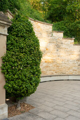 Fototapeta premium A green bush sprouted in an old brick wall. Beautiful yellow-green bush on the background of a stone wall. Antique stone.