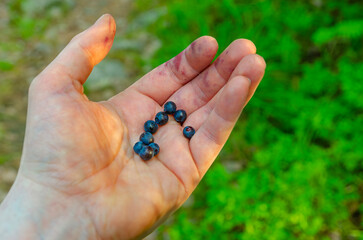 Male hand holding bunh of blueberries in a forest