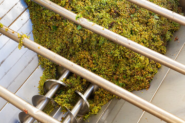 Winemaking. Bunches of green grapes crushed by industrial grape crusher machine in winery