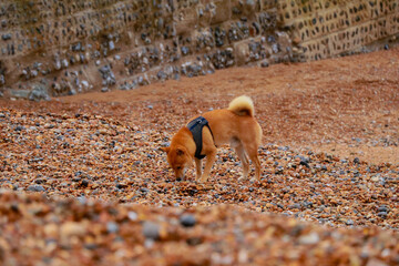 dog on the beach