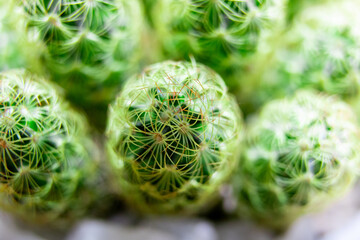 green mammillaria cactus with blur background