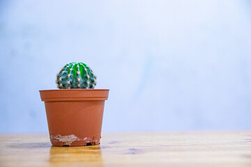 small green cactus in indoor pot