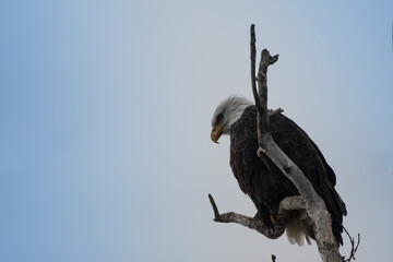 bald eagle perched