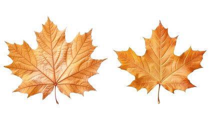 Maple leaves autumn isolated on transparent background