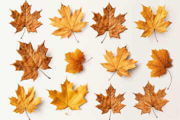 Fototapeta premium Autumn leaves on white background, fall season concept