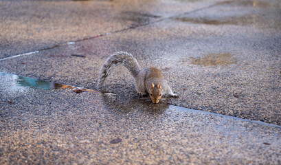 squirrel 