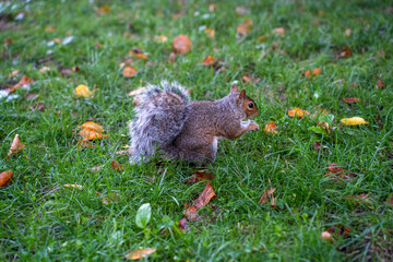 squirrel 