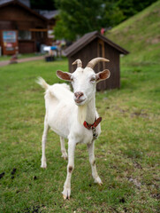 Naklejka na ściany i meble Cute goat