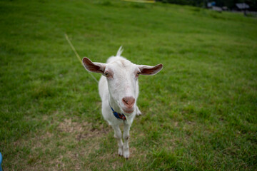 Cute goat