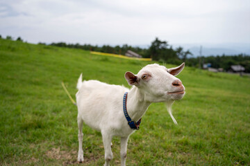 Cute goat