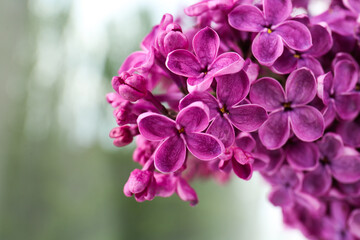 Closeup view of beautiful lilac flowers against blurred background