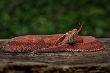Reddish Malayan Pit Viper (Calloselasma rhodostoma). These snakes are not consistent with their behavior. One day they will be calm. The next day they will violently strike fast.