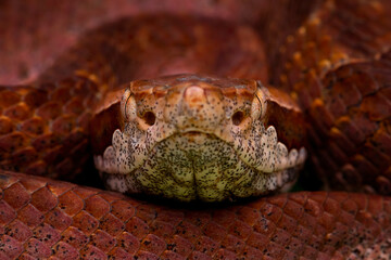 Closeup of head of Reddish Malayan Pit Viper (Calloselasma rhodostoma). These snakes are not consistent with their behavior. One day they will be calm. The next day they will violently strike fast.