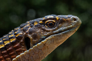 Closeup head of Sudan Plated Lizard (Broadleysaurus major) also known as the Western Plated Lizard, or Great Plated Lizard, is diurnal African Lizard.