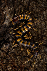 Scolopendra subspinipes piceoflava is a species mostly very large centipedes.