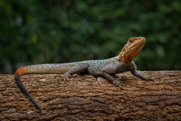 The Agama lizard, also known as the rainbow lizard, is a species of lizard native to Africa.