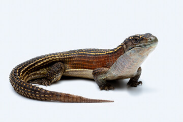 The Sudan Plated Lizard (Broadleysaurus major) also known as the Western Plated Lizard, or Great...