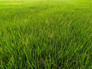 green rice field