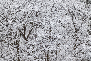 雪の結晶が、木の枝に美しく輝き雪が、冬の装いに雪が、白く美しい銀世界を作り出し、雪は冬の象徴であり、寒さや静けさを連想させます。また、雪は美しく神秘的な存在であり、夢や希望を連想させます。木の枝に付いた雪は、冬の自然の美しさを象徴し、私たちに安らぎと癒しを与えて、まるで雪国に迷い込んだような気分になります。
 - obrazy, fototapety, plakaty