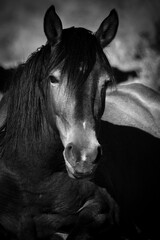 Washoe Valley Nevada Wild Horse Black and White Portrait