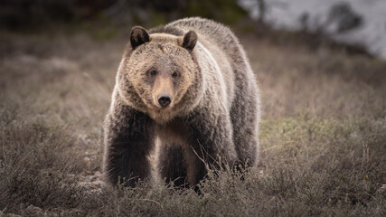 Young Female Grizzly Bear in Grand Teton National Park