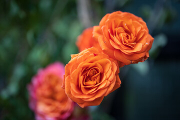 Beautiful Wedding Flowers Arch Ceremony Reception Macro Close-up Macro Event Events Flower Flowers Bouquet Design Arrangement 