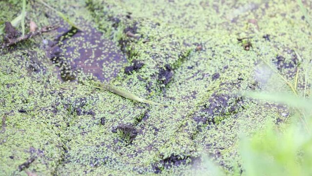 Baby western toad lunges forward and catches a fly and spits out duckweed.