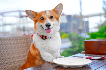 Dog sits at served table in cafe, on street terrace sticking out tongue in anticipation of...