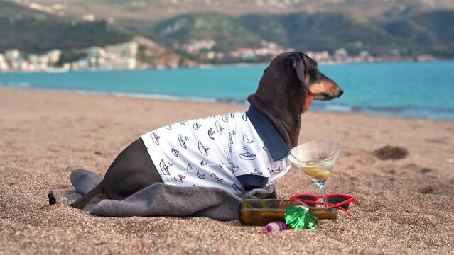 Dog in clothes by sea sits on towel on sand drinks martini cocktail from glass with olive, licks his lips, goes for swim Office worker on vacation Dachshund drank for courage Alcohol safety on beach