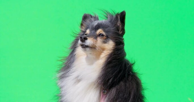 Sheltie looks into distance, sleek beautiful coat flutters in wind, puppy licks itself, is distracted on chroma key. Pet after grooming, washed with shampoo, poses for camera. Funny long haired dog