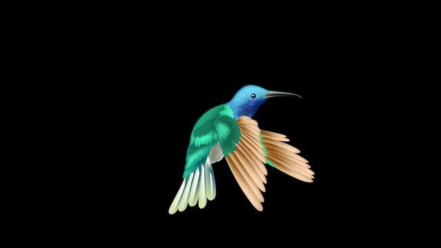 Hummingbird cartoon (MOV Alpha)
