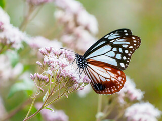 京都水尾のフジバカマにアサギマダラ