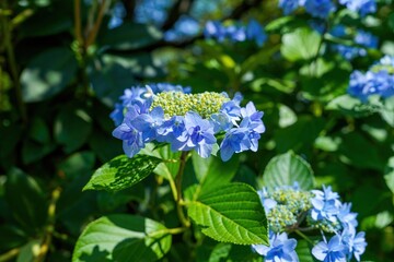 木漏れ日浴びて輝く紫のガクアジサイ