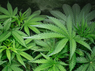 Fototapeta na wymiar Close-up of lush green leaves in a thriving marijuana cultivation in an indoor cannabis farm.
