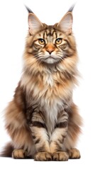 Obraz premium Maine Coon cat sitting on white background