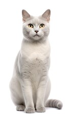 Burmilla cat sitting on white background