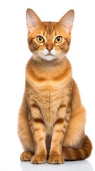 Javanese cat sitting on white background