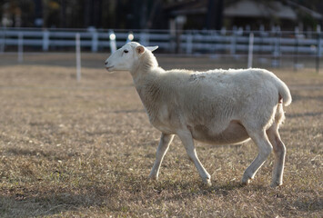 Sheep ewe walking on a field just before sunset