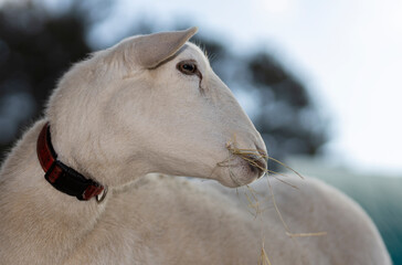 Fototapeta premium Ewe asking if there is something on its face