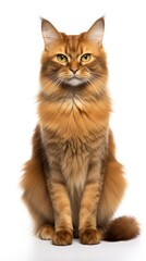 Somali cat sitting on white background