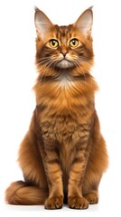 Fototapeta premium Somali cat sitting on white background