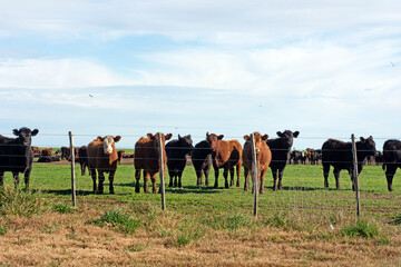 Shot of Hereford and Angus Cattle in the field