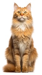 Fototapeta premium LaPerm cat sitting on white background